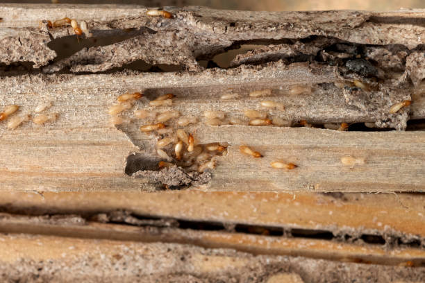 Bird Control in Anthem, AZ