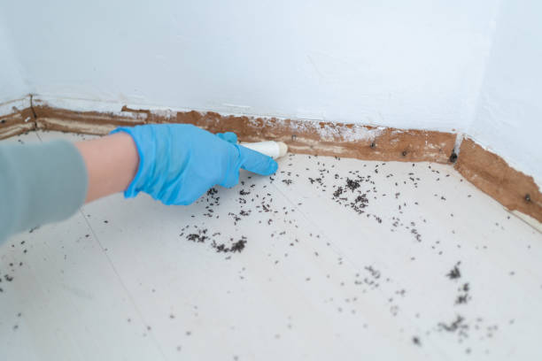 Best Mosquito Control Services  in Anthem, AZ